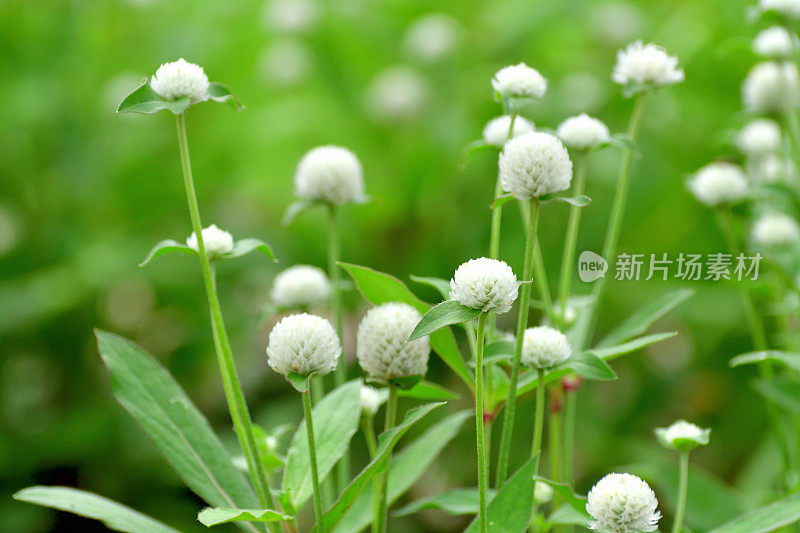 Gomphrena globosa /球形苋菜花